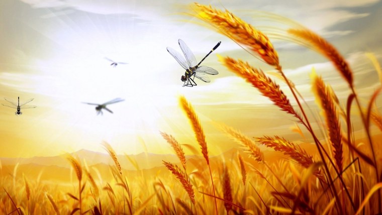 Рамка с колосьями пшеницы