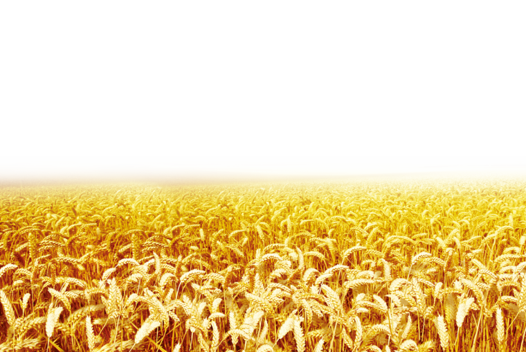 Пшеничное поле