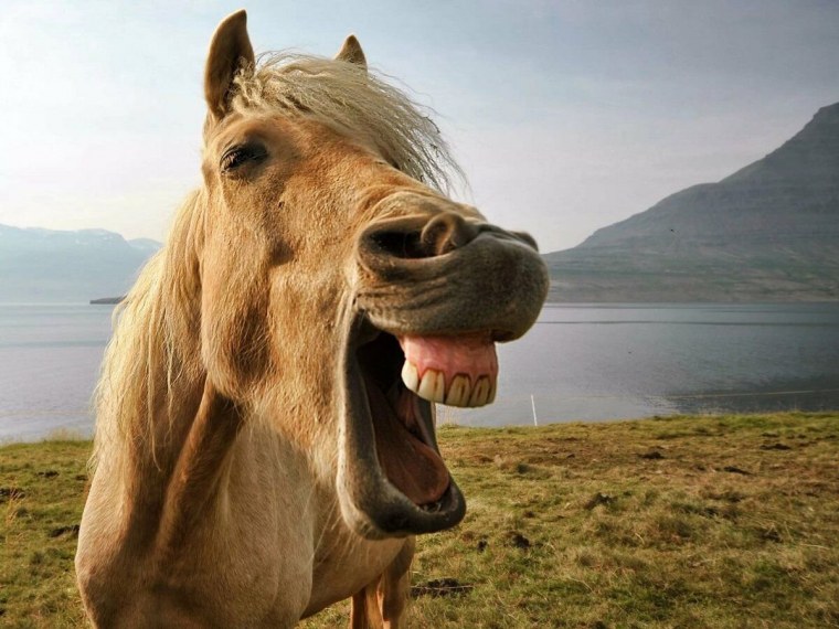 Лошадь улыбается