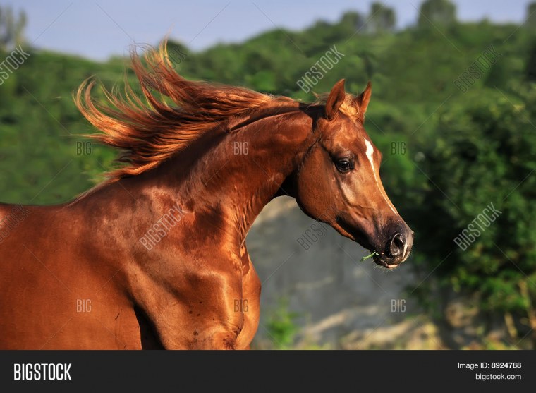 Красно рыжий арабский скакун