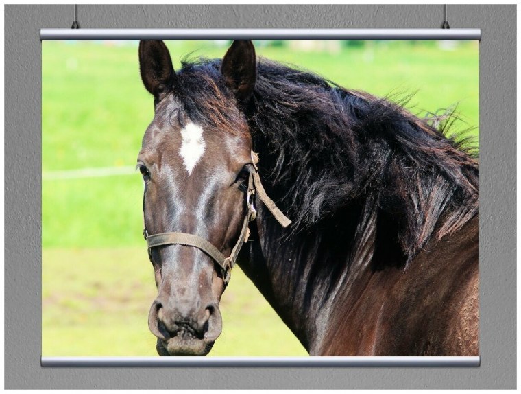 Лошадь анфас