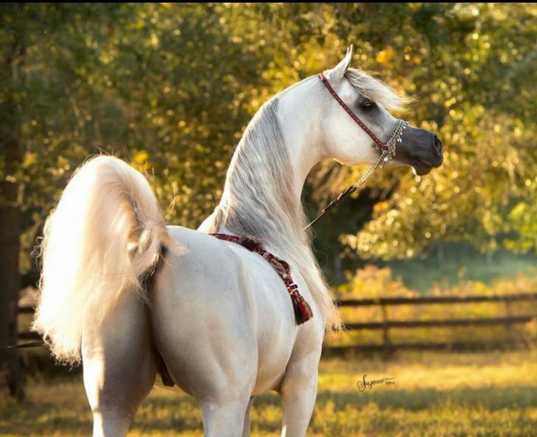 Конь с длинной гривой