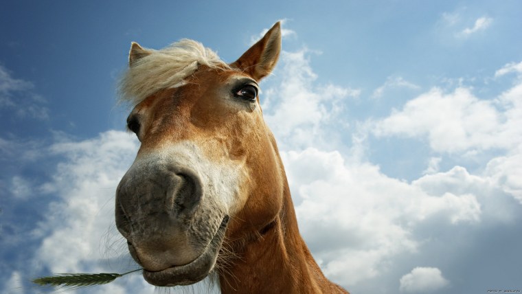 Лошадиная морда