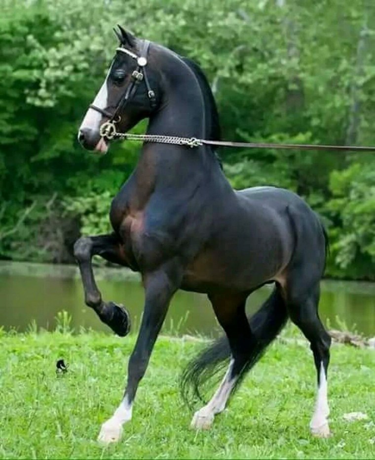 Серебристо-Вороная масть лошади