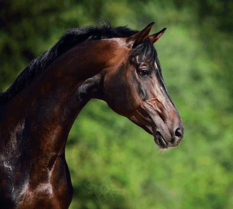 Гнедая лошадь