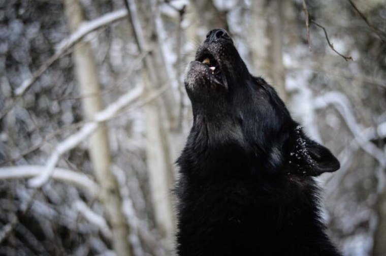 Канадский волк воет
