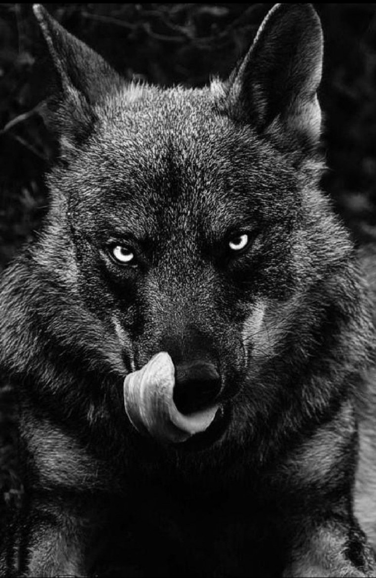 Одинокий волк