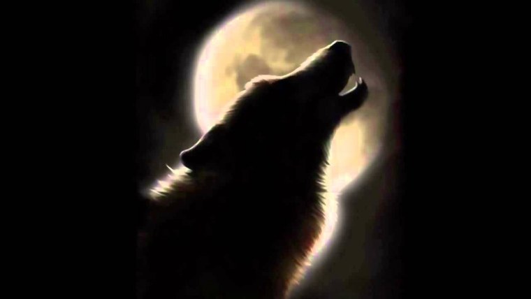 Красивый черный волк