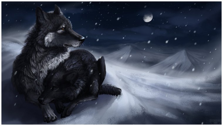 Волк черно белый