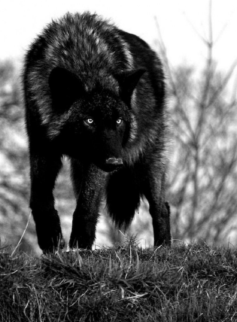 Черный волк одиночка