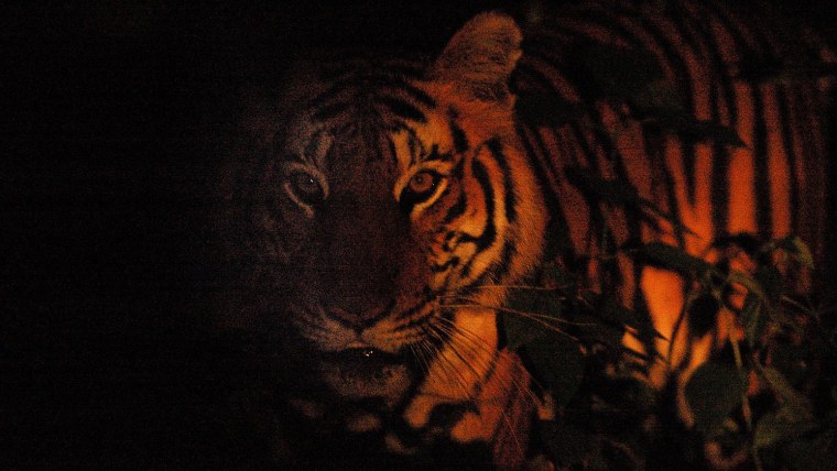 Тигр ночью