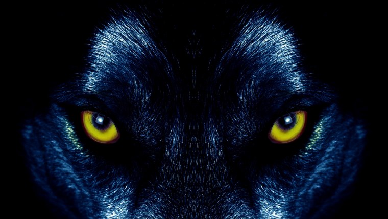 Глаза волка в темноте