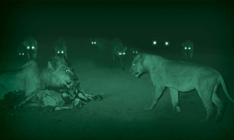 Аватарки для профиля тигр