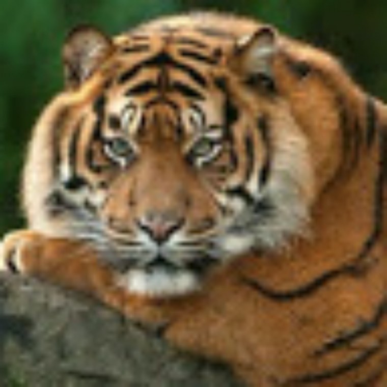 Аватарка тигра