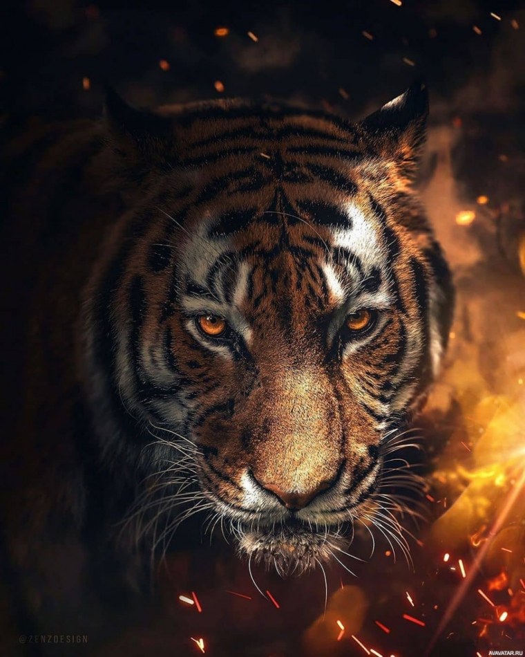 Красивый тигр