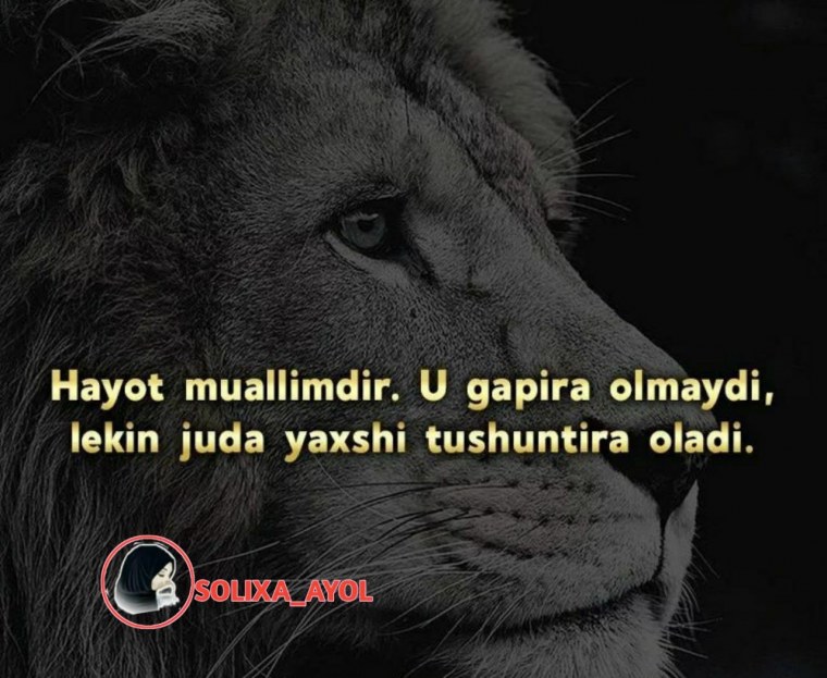 Афоризм расмлар