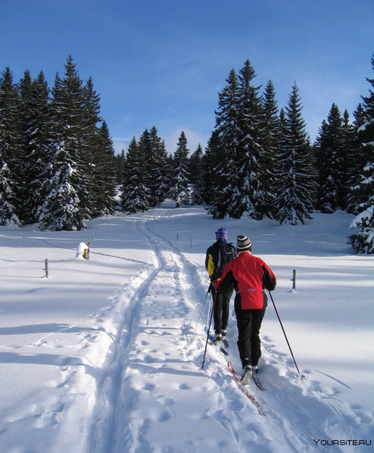 Лыжная прогулка в лесу