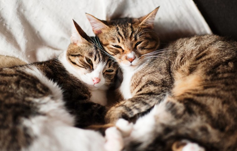 Котята играются