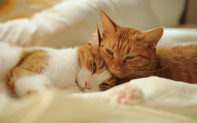 Котик заботится