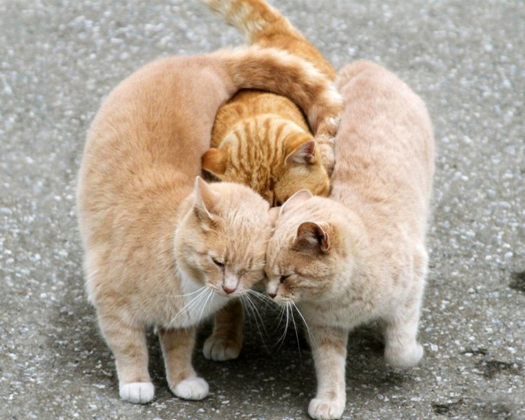 Милые котики обнимаются