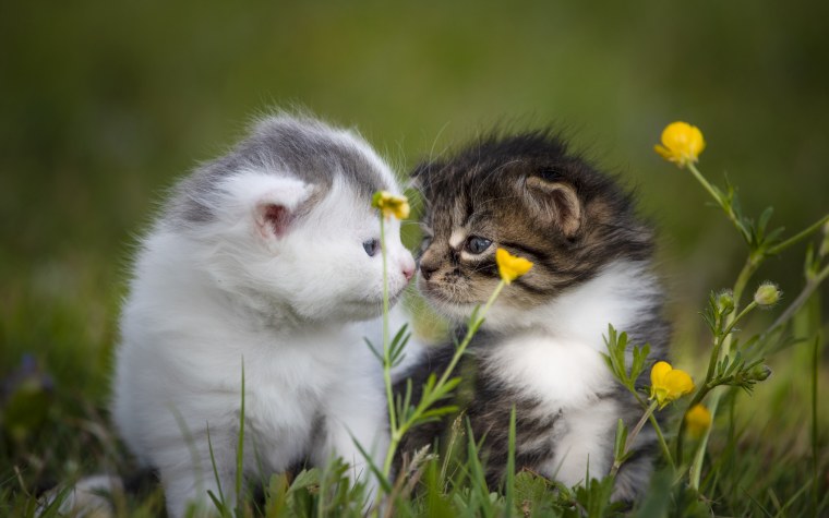 Котики обнимаются