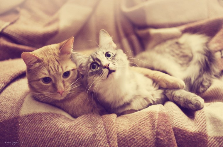 Котики обнимаются