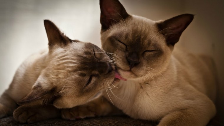 Влюбленные котики