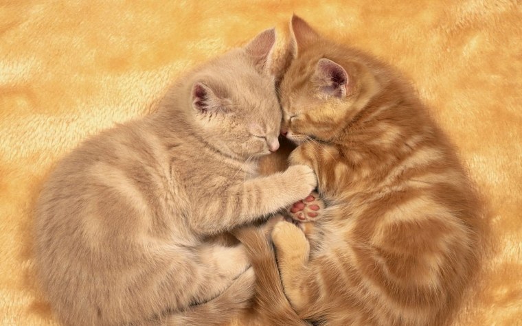 Котики спят вместе