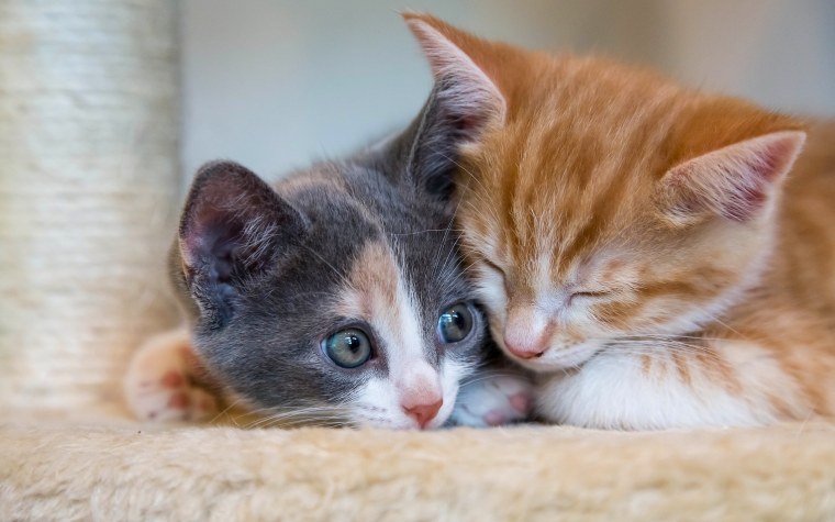 Кошки обнимаются уличные