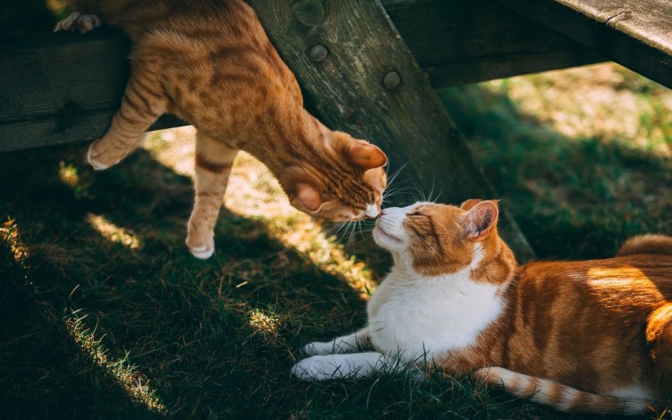 Милые котики