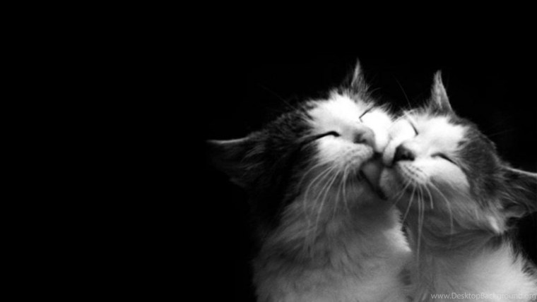 Кошки любовь