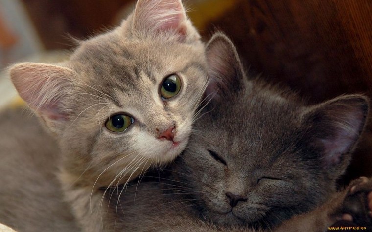 Котенок спит