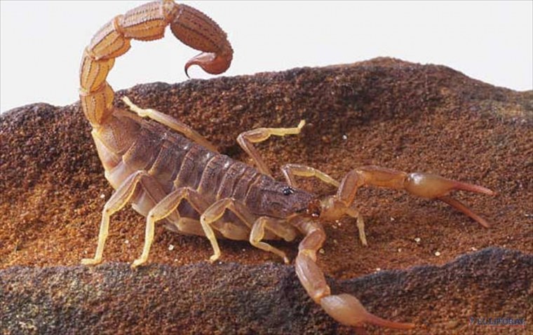 Скорпион Microbothus pusillus