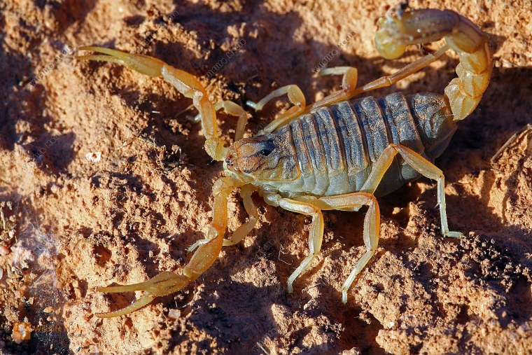 Buthus mariefranceae