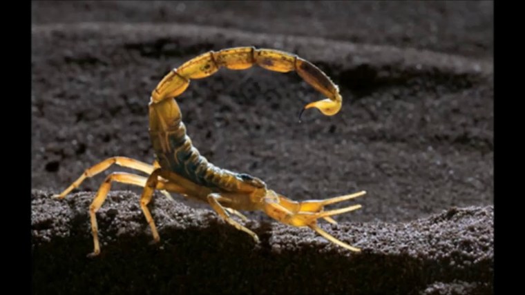 Палестинский Скорпион генурис