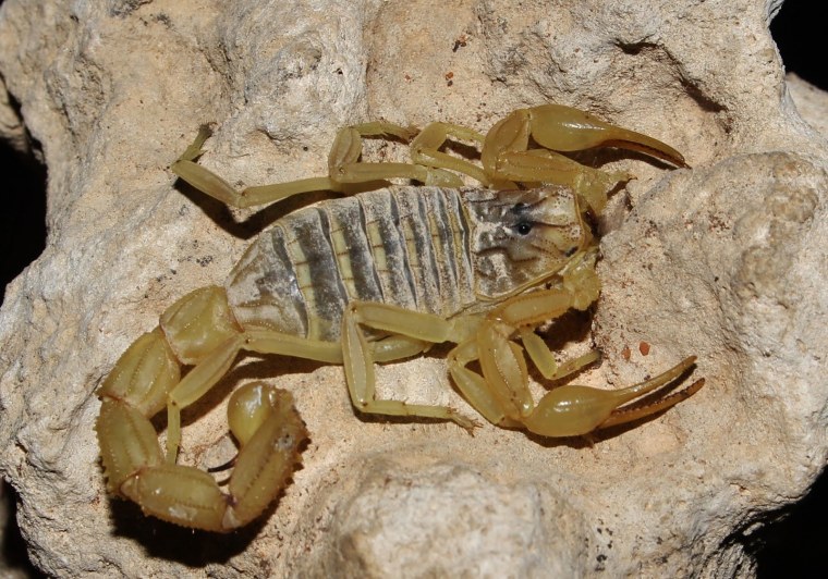 Южноафриканский длиннохвостый Скорпион