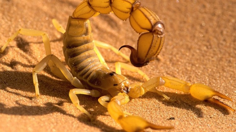 Скорпион Лейрус