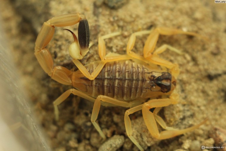 Buthus mariefranceae