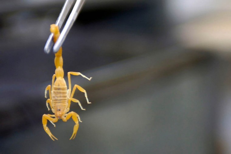 Скорпион Лейурус