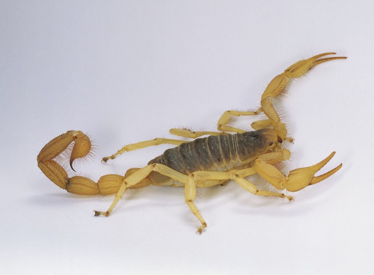 Желтый толстохвостый Скорпион