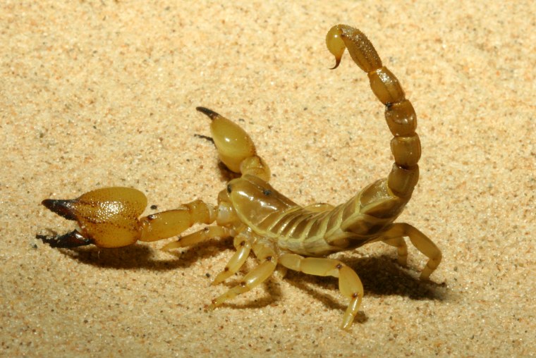 Скорпион Scorpio Maurus