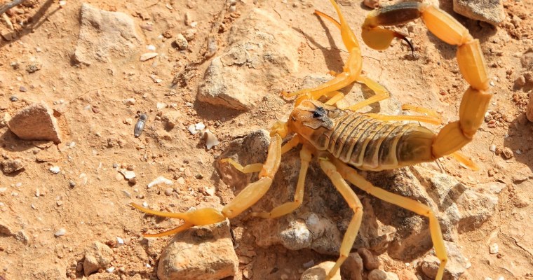 Deathstalker Скорпион