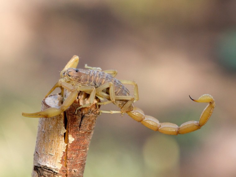 Желтый пустынный Скорпион