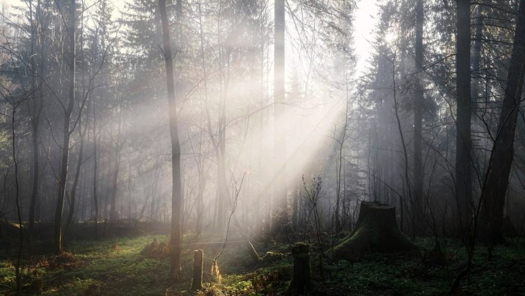 HDRI туманный лес