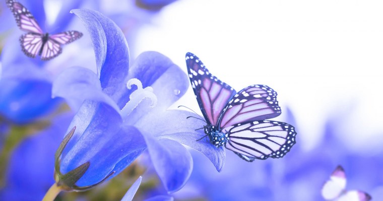 Мелкие бабочки голубые