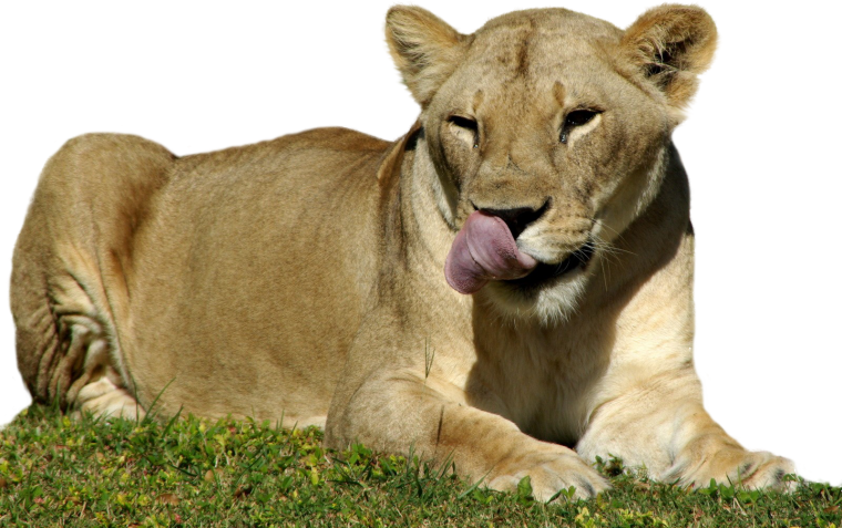 Львица на белом фоне