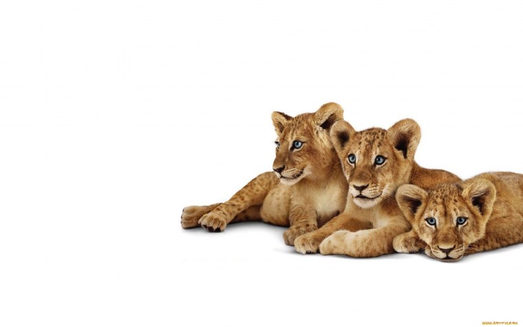 Львенок на белом фоне