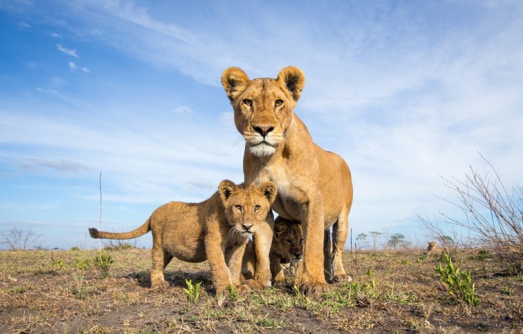 Львов львица Лев Львенок