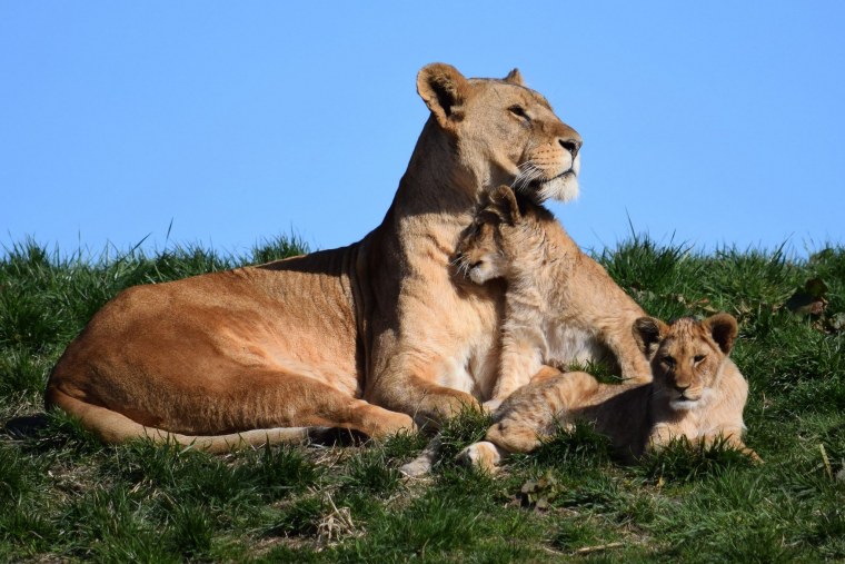 Львица с двумя львятами
