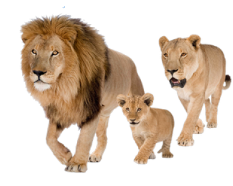 Львица и Львенок